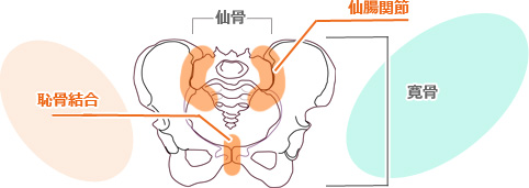 骨盤のズレがおきる箇所